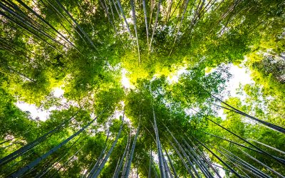 Réflexion philosophique : prendre soin de la vie, un regard grand angle sur la prévention